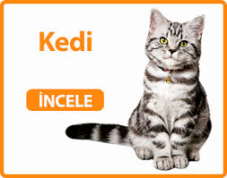 Kedi Kopek Kus Balik Surungenler Icin Pet Shop Urunleri Petarastir