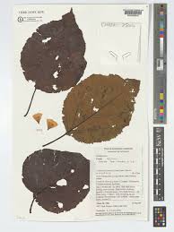 Image result for Cordia africana