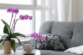 Orchidee umtopfen in sieben einfachen schritten. á… Sind Orchideen Im Schlafzimmer Gesund Ja Oder Nein