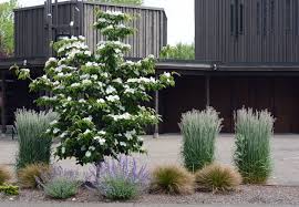 Image result for Cornus volkensii