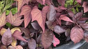 Image result for Ipomoea batatas pots