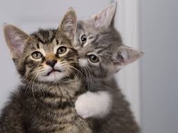 Maybe you would like to learn more about one of these? Help My Cat Bites Tips For A Cat That Bites Yarrah Com