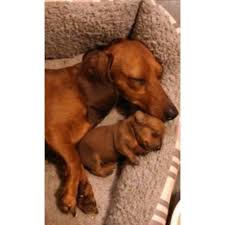 With the exception of akc competitions, san diego dachshund club activities involve all dachshunds, not just those of show quality. Male And Female Mini Dachshund Puppies For Sale In San Antonio Texas Puppies For Sale Near Me