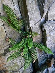 Image result for Asplenium laurentii