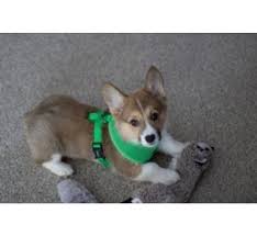 Place your four legged friend on a flat surface. Puppia Soft Dogharness Green Petsonline