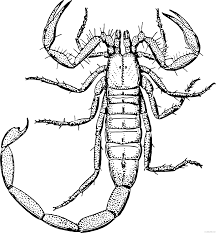 Check spelling or type a new query. Scorpion Coloring Pages Scorpion Printable Coloring4free Coloring4free Com