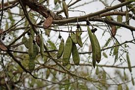 Image result for Acacia sieberiana