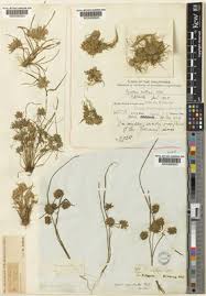 Image result for Pycreus pumilus