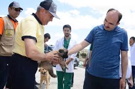 Konya Da Basibos Kopekler Ucret Odenerek Sahiplendiriliyor Buyuksehir Belediyesi Tarafindan Hayata Gecirilen Gonullu Hayvan Dostlari Projesi Ile Rehabilite Edilen Kopekler Kirsal Mahallelerde Belirlenen Gonullulere Sahiplendiriliyor Konya Haberleri