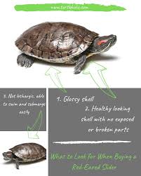 You Need To Know This About Baby Red Eared Slider Care