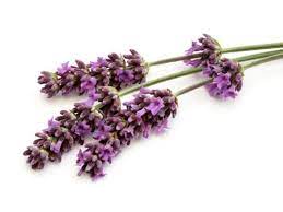 10 Things You Didn T Know You Could Do With Vodka Lavender Lavender Benefits Tinctures