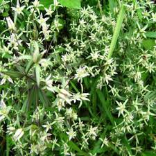 Image result for Swertia eminii