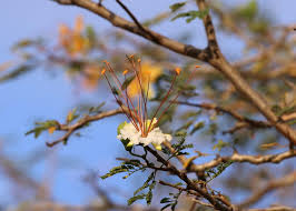 Image result for Chionanthus battiscombei