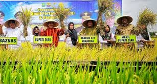 Adapun besar yang harus dikeluarkan yaitu satu sha' bentuk barang yang dikeluarkan. Subhanallah Syamsuar Pimpin Panen Raya Padi Di Bungaraya Dan Penyerahan Zakat Dari Petani