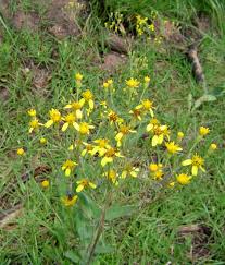 Image result for Senecio latifolius
