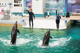 Și bineînțeles mulțumim celor de la delfinariu constanța pentru acest extraordinar show! Video Cjc Èi Cmsn Proiecte De Amploare Extinderea Delfinariului Acvariu Nou Parcare De 200 De Locuri ConstanÈa 100