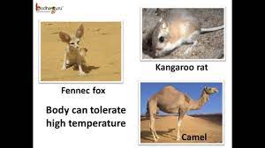 Science How Animals Adapt To Desert Habitat English Youtube