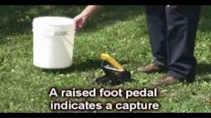 Finding and eliminating entry points can keep the small intruders from reinfesting your home. Talpirid Mole Trap Youtube