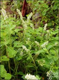 Image result for Platostoma strictum