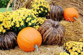 Buy a few colorful bouquets and separate each flower from the bunch. Fall Decorating Ideas For Outside And A Funny Story Thistlewood Farm