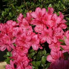 Rhododendron Obtusum Anne Frank Tree Identification Planting Flowers Rhododendron