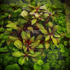 Image result for Ludwigia