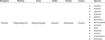 Image result for Dicoma capensis