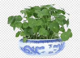 The usefulness of the pot plants in commercial industry. Ornamental Plant Flowerpot Bonsai Coins Grass Home Ornamental Plants Herbaceous Plant Gold Coin Grass Png Pngwing