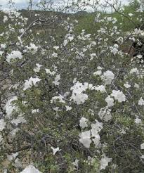 Image result for Cordia