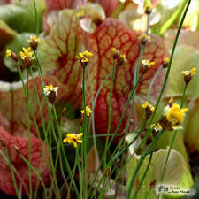 Image result for Xyris