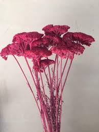 Pin On Dried Flowers