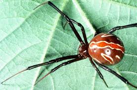 Alkiline and i are probably going to meet up thursday afternoon for coffee at starbucks. Common Spiders Texas Insect Identification Tools