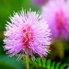 Image result for Mimosa pudica