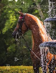 Imamyar hasanov, pezhham akhavass — bayati shiraz 01:49. Arabian Horse Times Vol 46 No 3 By Arabian Horse Times Issuu