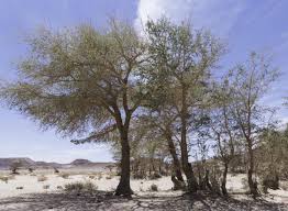 Image result for Faidherbia