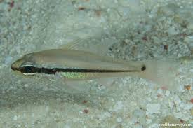 Image result for Enneapogon pretoriensis