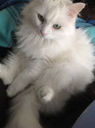 New Pic Turkish Angora White Cat So Pretty Angora Cats Pics Of Cute Cats Turkish Angora Cat