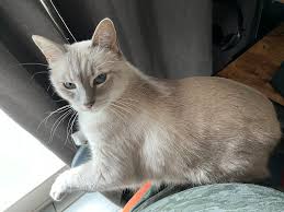 Our cat got out. She's an indoor cat. If anyone sees her please give us a  shout. W Osage Rd Hwy 81 area.**She came home this evening, thank you for  all the