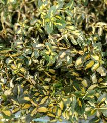 Image result for Euonymus fortunei
