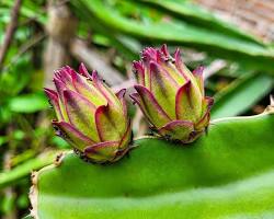Image of Dragon Fruit Development