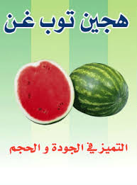 أصناف الخيار