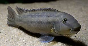 Steatocranus Irvinei Cichliden Fische