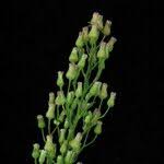 Image result for Eschenbachia stricta