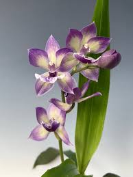 Image result for Vangueria proschii