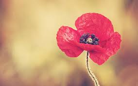 That Poppy 1080p 2k 4k 5k Hd Wallpapers Free Download Wallpaper Flare Download all photos and use them even for commercial projects. wallpaperflare