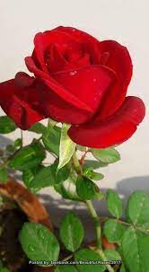 Our greeting cards are 5 x 7 in size and are produced on. I Love Uu Jessiah Beautiful Rose Flowers Beautiful Roses Rose Flower