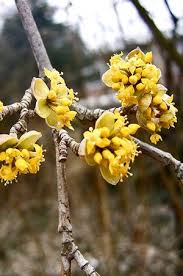 Die Kornelkirsche In Garten Kuche Und Keller Buchbesprechung Im Gartenblog Garten Kuchengarten Kornelkirsche