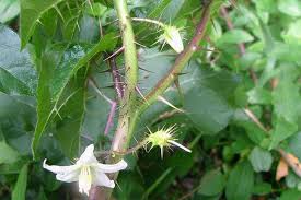 Image result for Solanum capsicoides