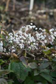 Image result for Clematis recta atropurpurea