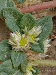 Image result for Alternanthera caracasana